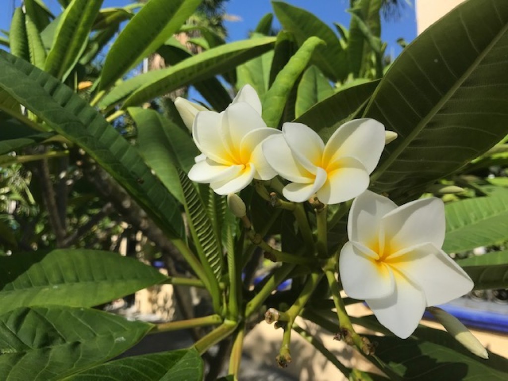 Frangiapani Bloom